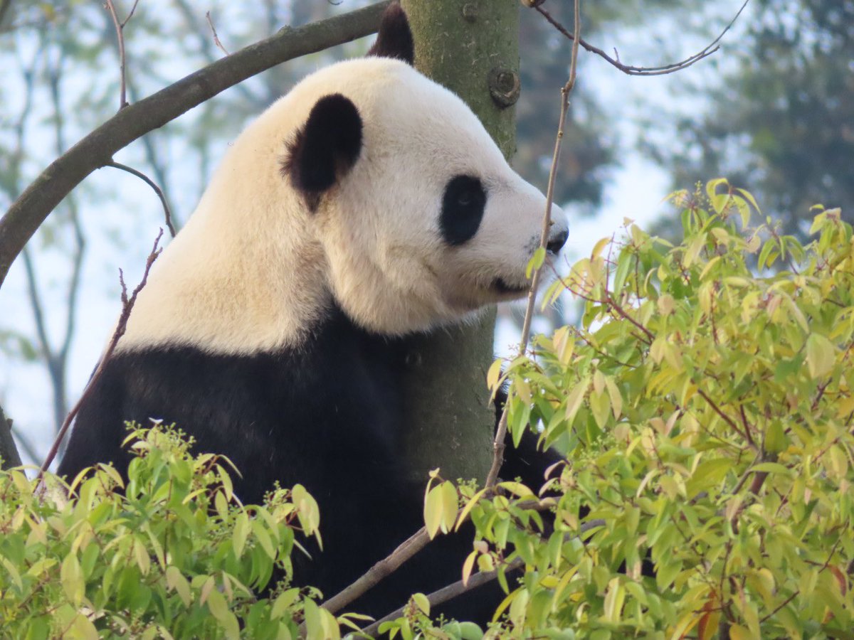 Pandaism tweet media