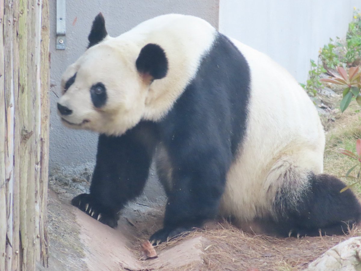 Pandaism tweet media