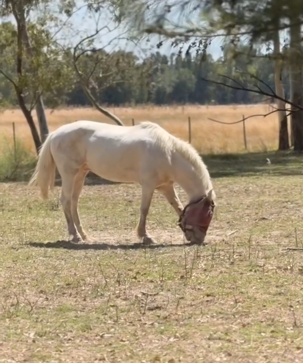 Detective Machan tweet media