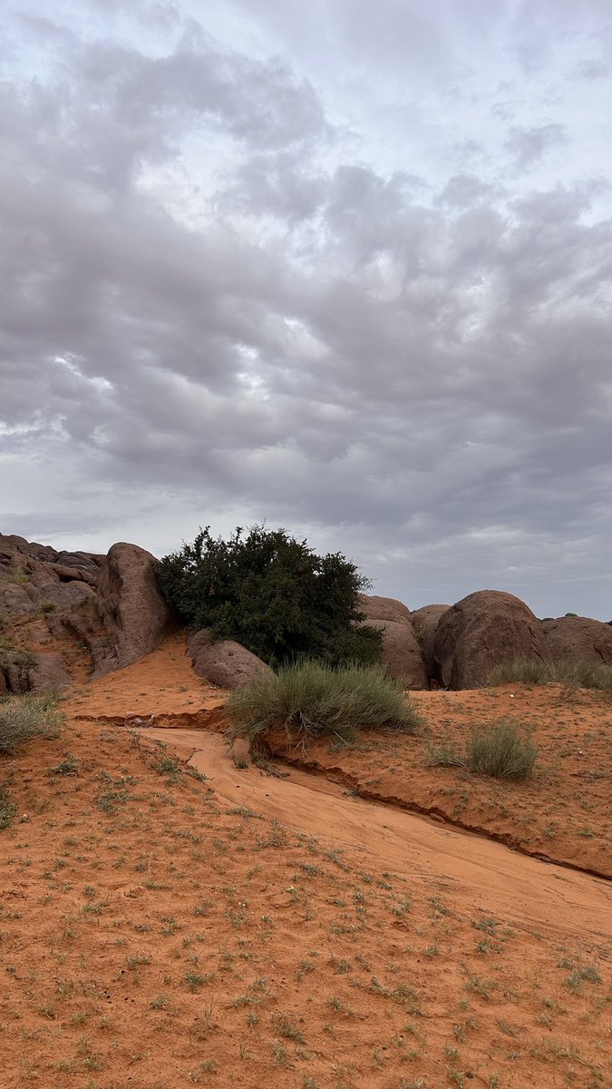 ريّمة. tweet media