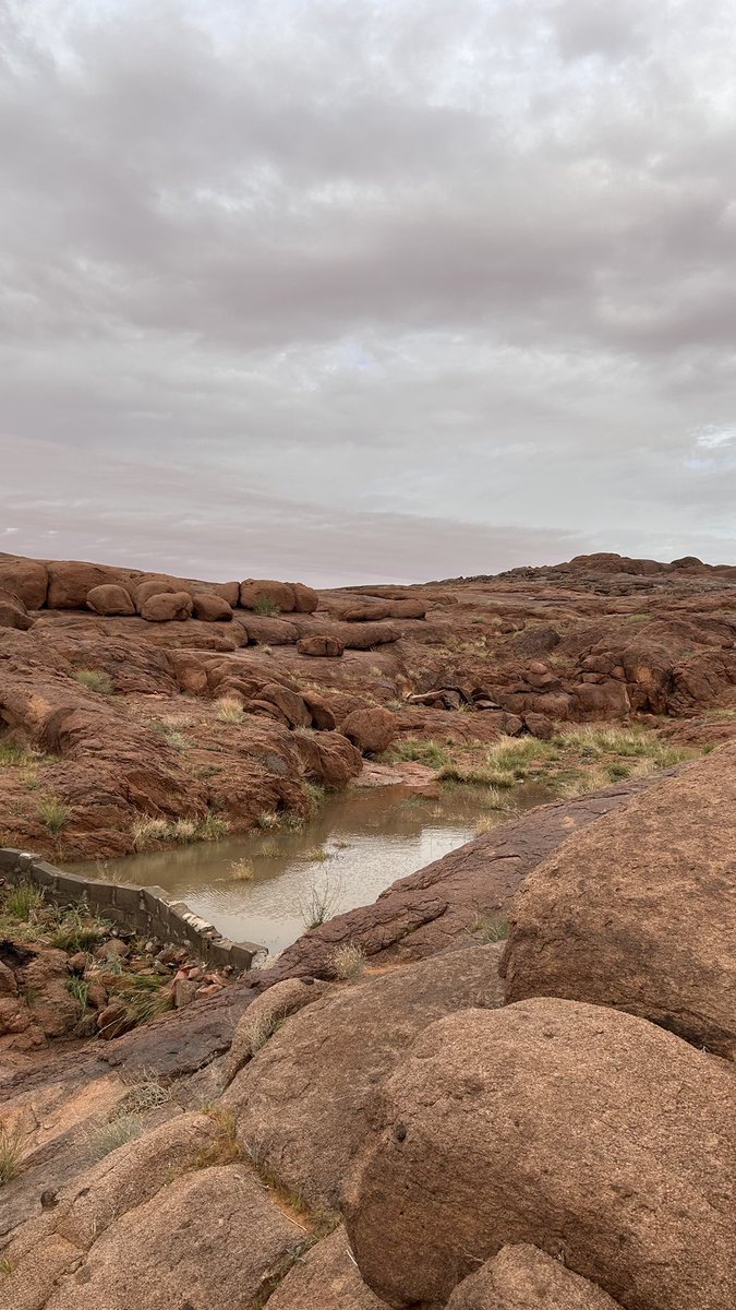 ريّمة. tweet media