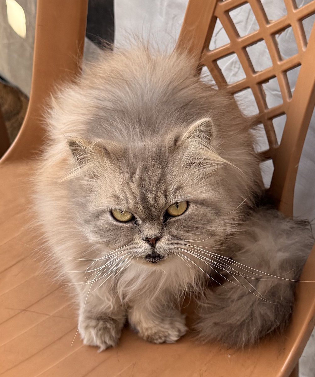 SHARIF 𓂆 tweet media