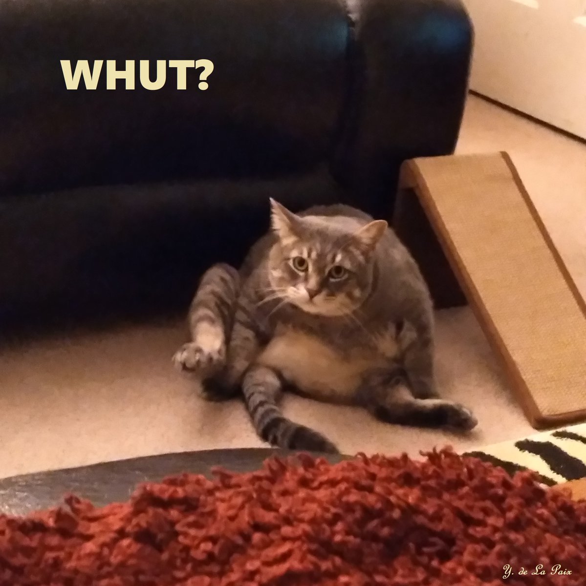 MYvonne10054's tweet image. The regal, elegant tiger in your home.
#cat #cats #pets #goofball #chilling