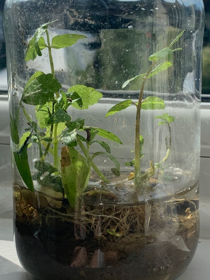 Scott Adams tweet media