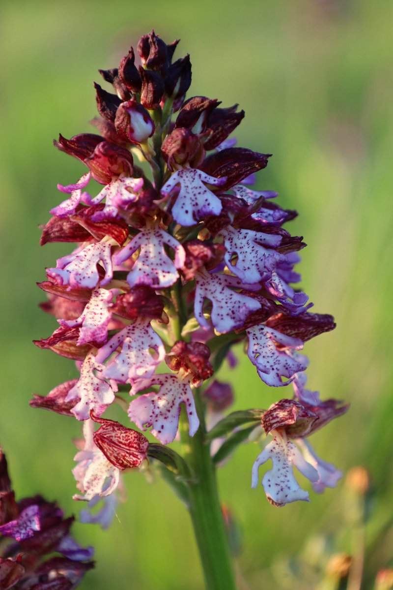 bruno31290's tweet image. #orchidee #fleur #floor