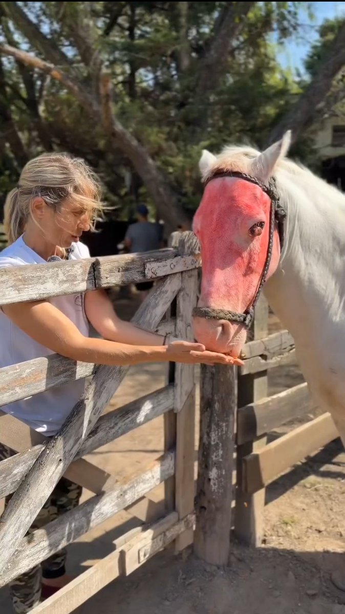 Detective Machan tweet media