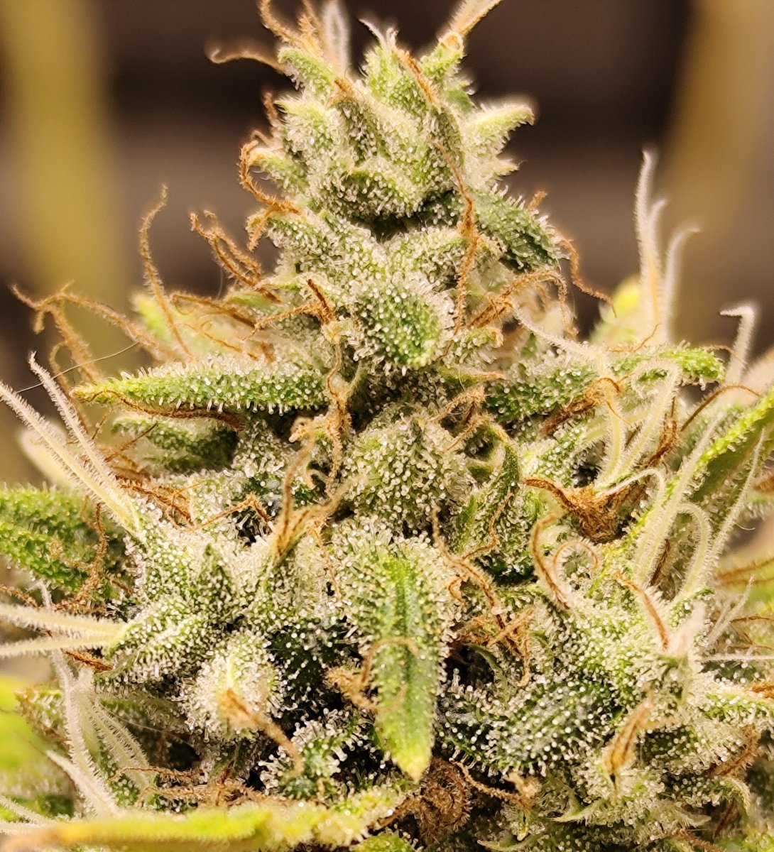 Caio Cezar, especialista em F200🍁 tweet media