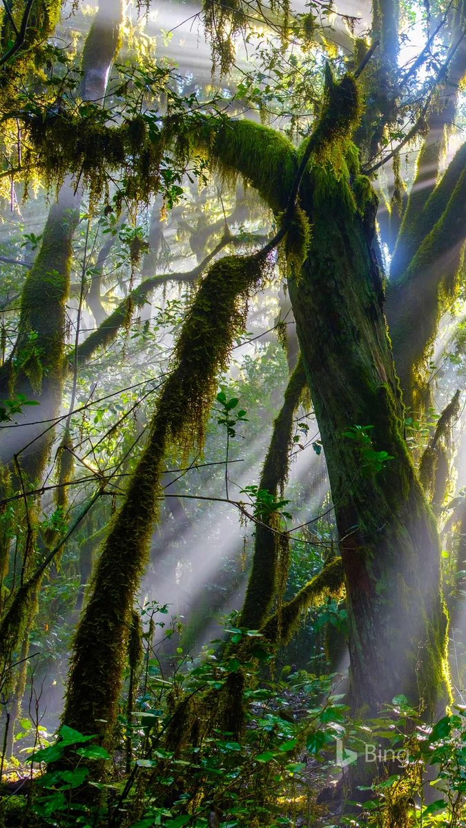 only aesthetic tweet media