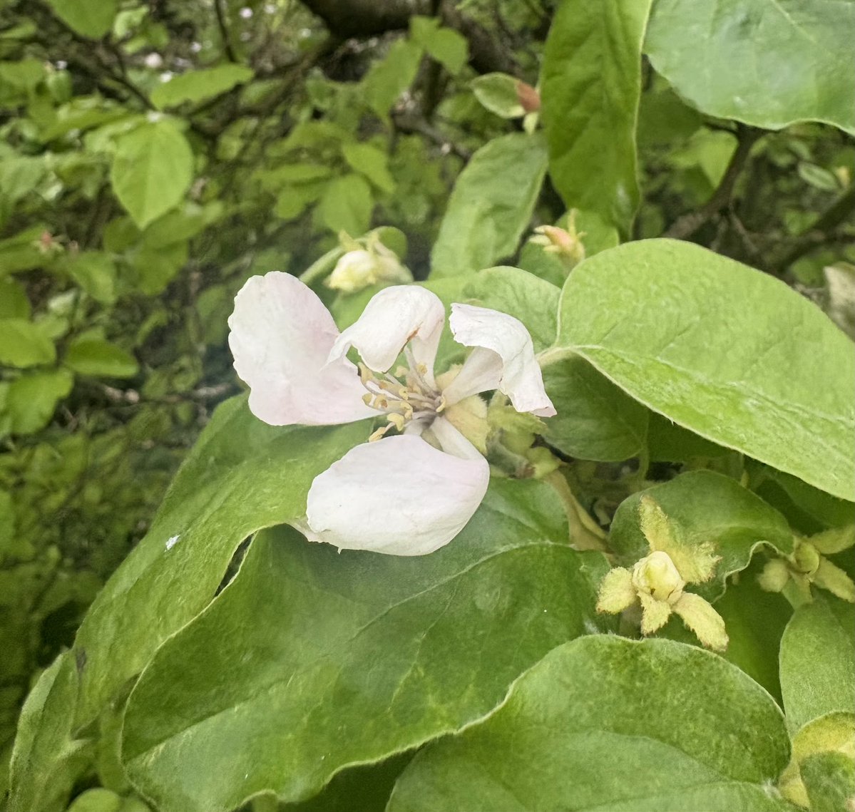 papaver's tweet image. New on the blog: the April #treefollowing update #blog #gardenblog #gardening #mygarden #questforaquince #quincewatch
#taplink blackberrygarden.co.uk/2026/04/tree-f…