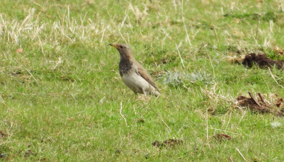 scottblack72's tweet photo. Had a trip through to the Lammermuirs today to try for the black throated thrush, after a bit of searching the bird obliged and showed well on its own for most of morning in the field by the sheep shed. Makes up for the 2022 Haddington bird not making the grade. @birdinglothian https://t.co/ipaotWOemK