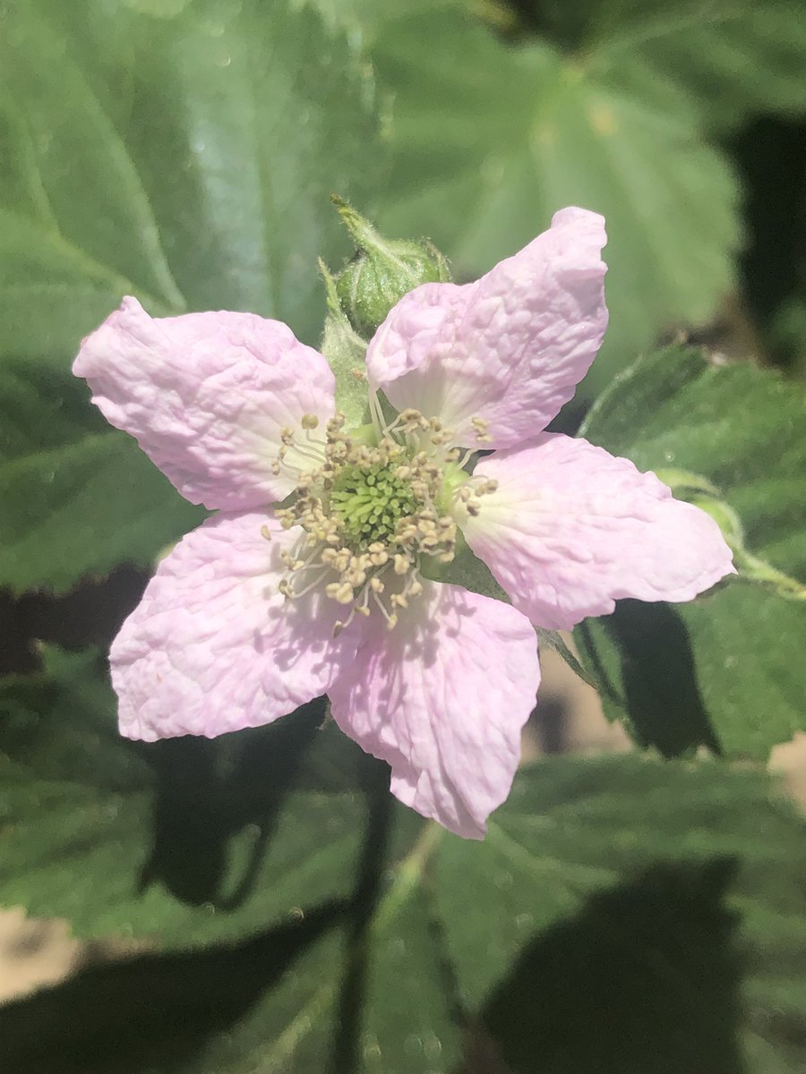 ShitPosterExtrordinaire tweet media