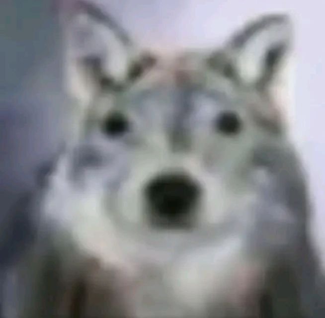 TsukishimasGlasses 👓 tweet media