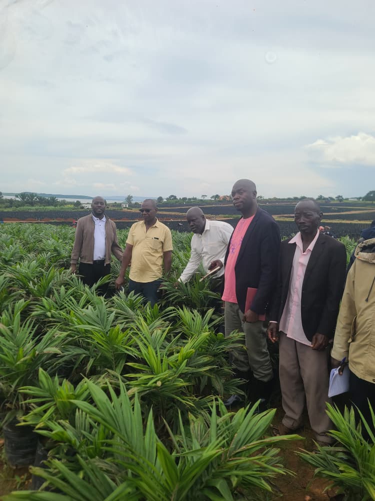 Bugiridistrict's tweet photo. Bugiri district oil palm farmers benchmarking about oil palm growing in Buvuma district. The farmers are learning good practices which they will also share with others@MAAIF_Uganda@NOPP_UG https://t.co/AcjTp7f8xM