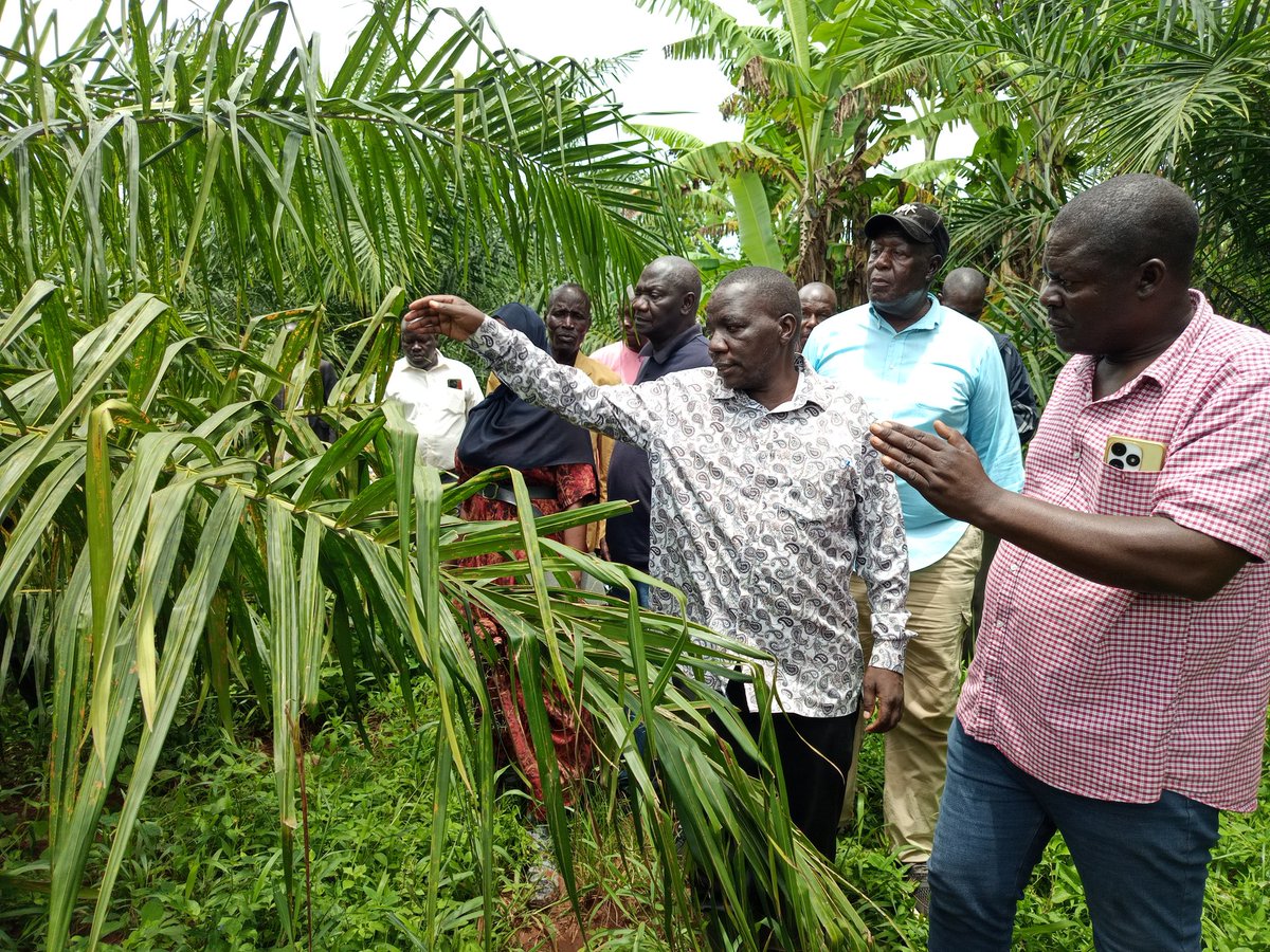 Bugiridistrict's tweet photo. Bugiri district oil palm farmers benchmarking about oil palm growing in Buvuma district. The farmers are learning good practices which they will also share with others@MAAIF_Uganda@NOPP_UG https://t.co/AcjTp7f8xM