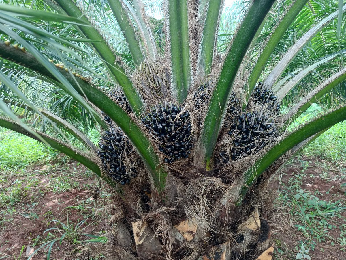 Bugiridistrict's tweet photo. Bugiri district oil palm farmers benchmarking about oil palm growing in Buvuma district. The farmers are learning good practices which they will also share with others@MAAIF_Uganda@NOPP_UG https://t.co/AcjTp7f8xM