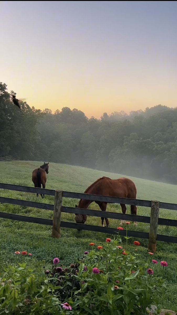 only aesthetic tweet media