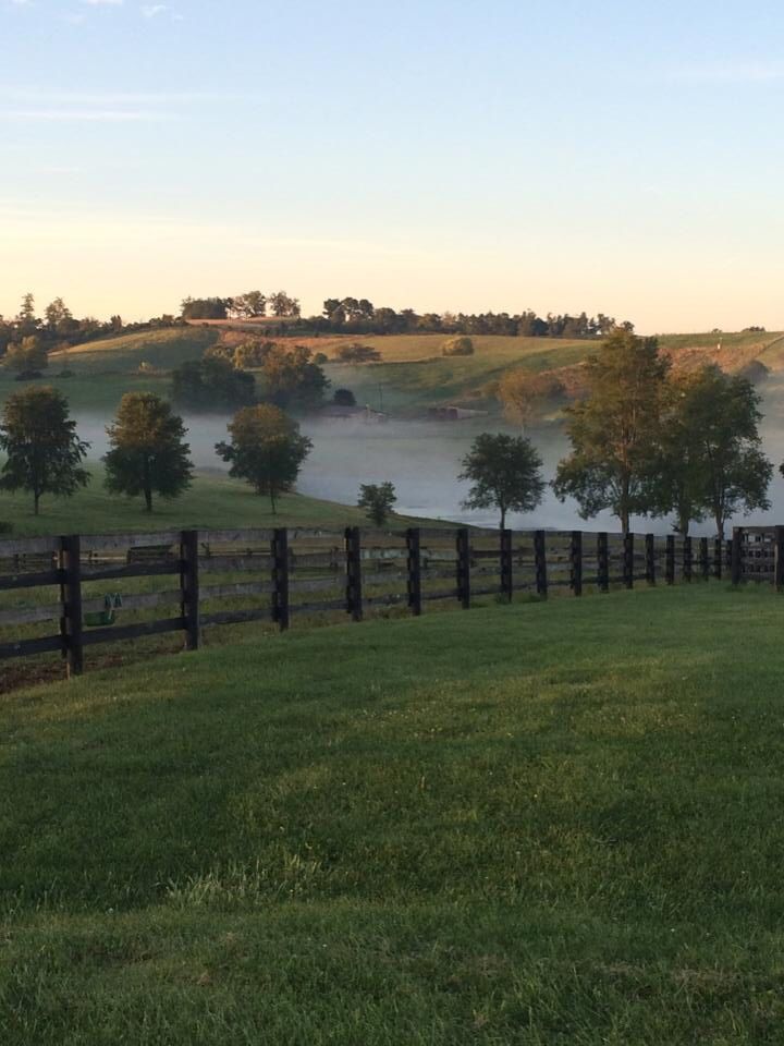 only aesthetic tweet media