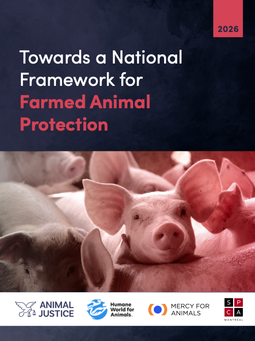 humaneworldcan's tweet photo. New report by 4 leading animal protection orgs exposes major gaps in Canada’s farmed animal welfare system and how harmful practices continue unchecked.

Read &amp; share: https://t.co/YxQYO9GT2P

📌 More actions coming soon. https://t.co/7VcPIJlKjA