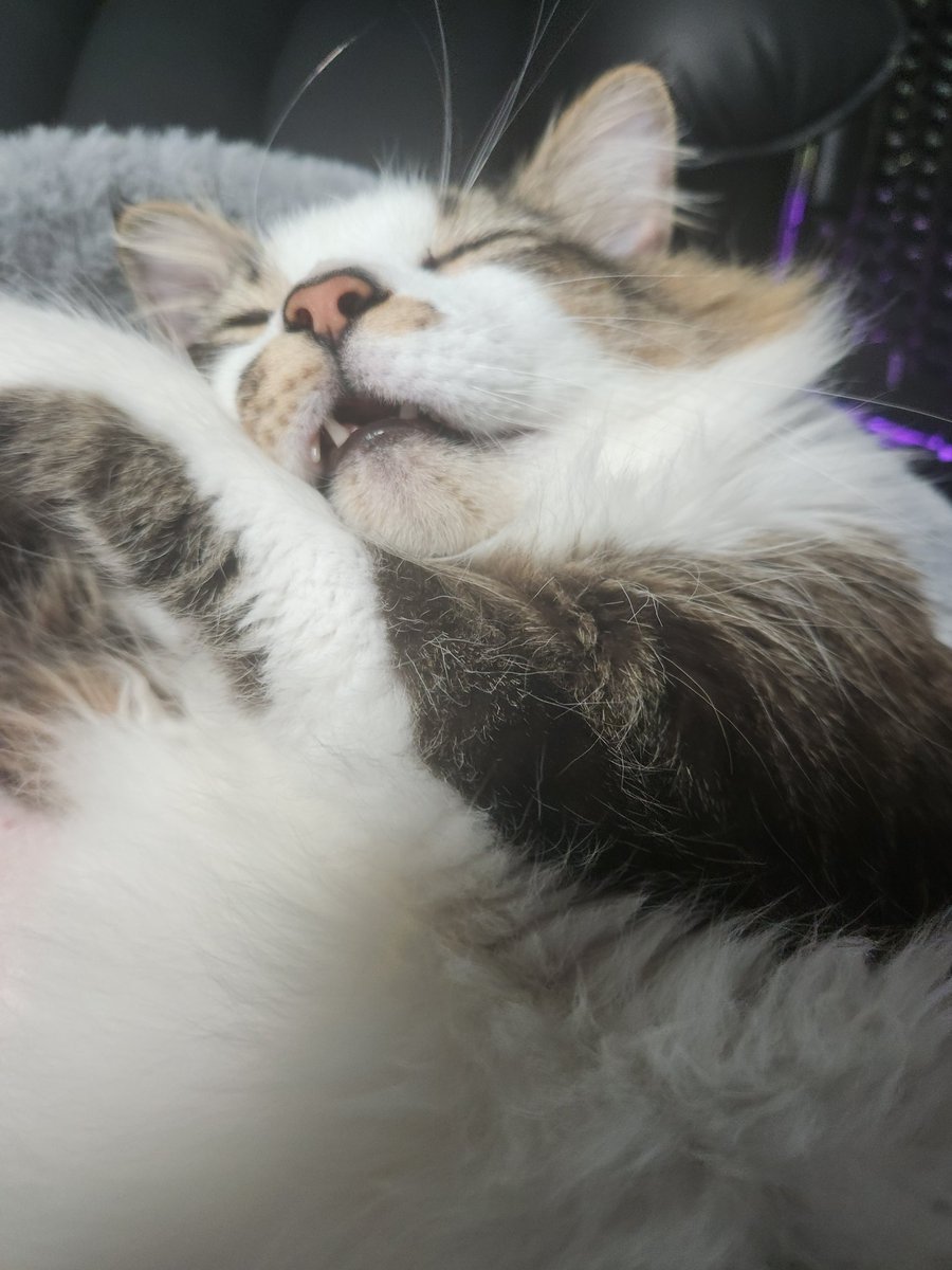 oruizs96's tweet image. My baby is gone...#ripty