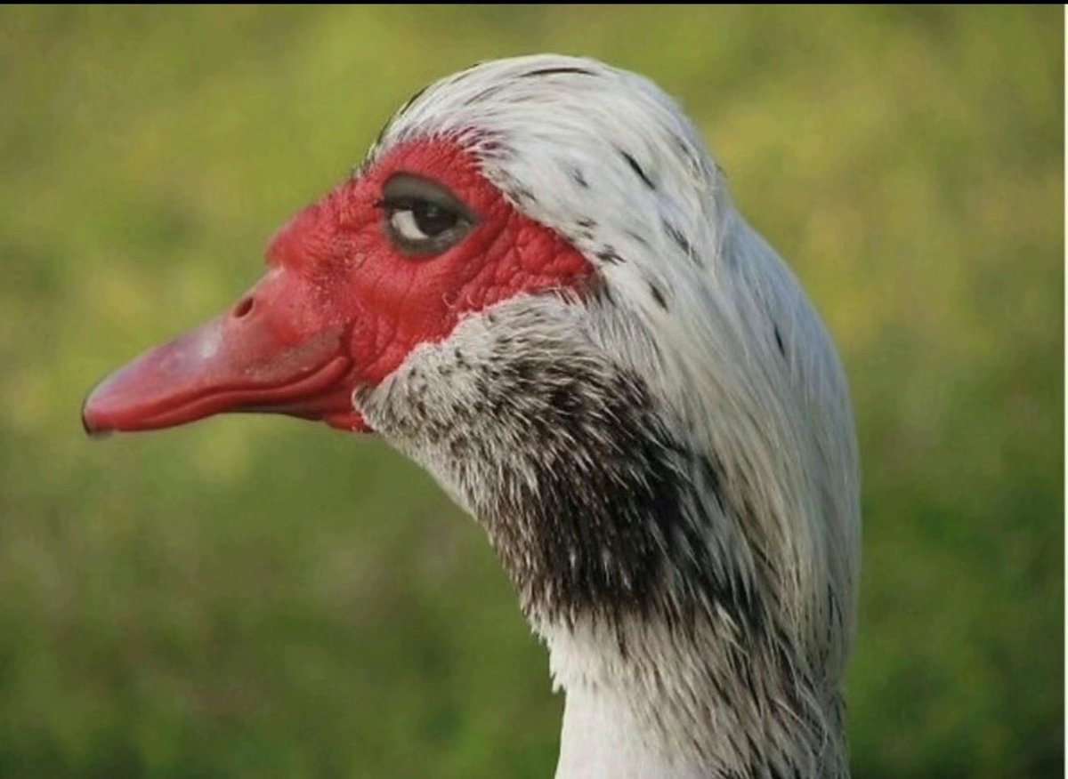 ebukks._ tweet media