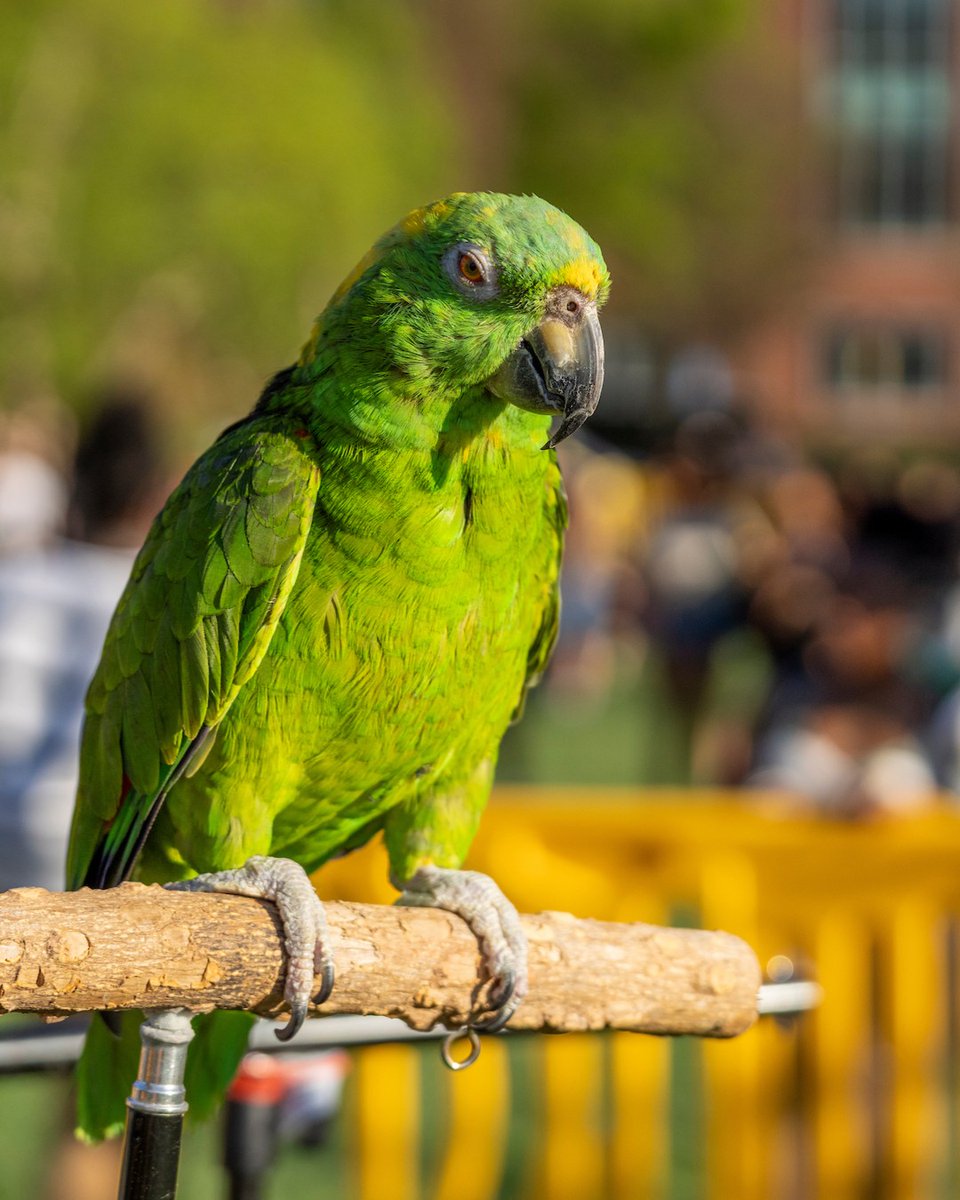 Towson University tweet media