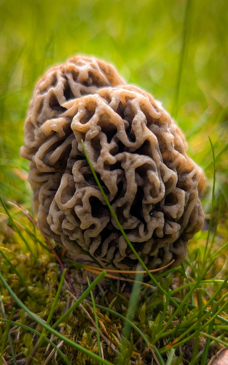 Edible morel  🍄‍🟫
#morel #mushroom #photography