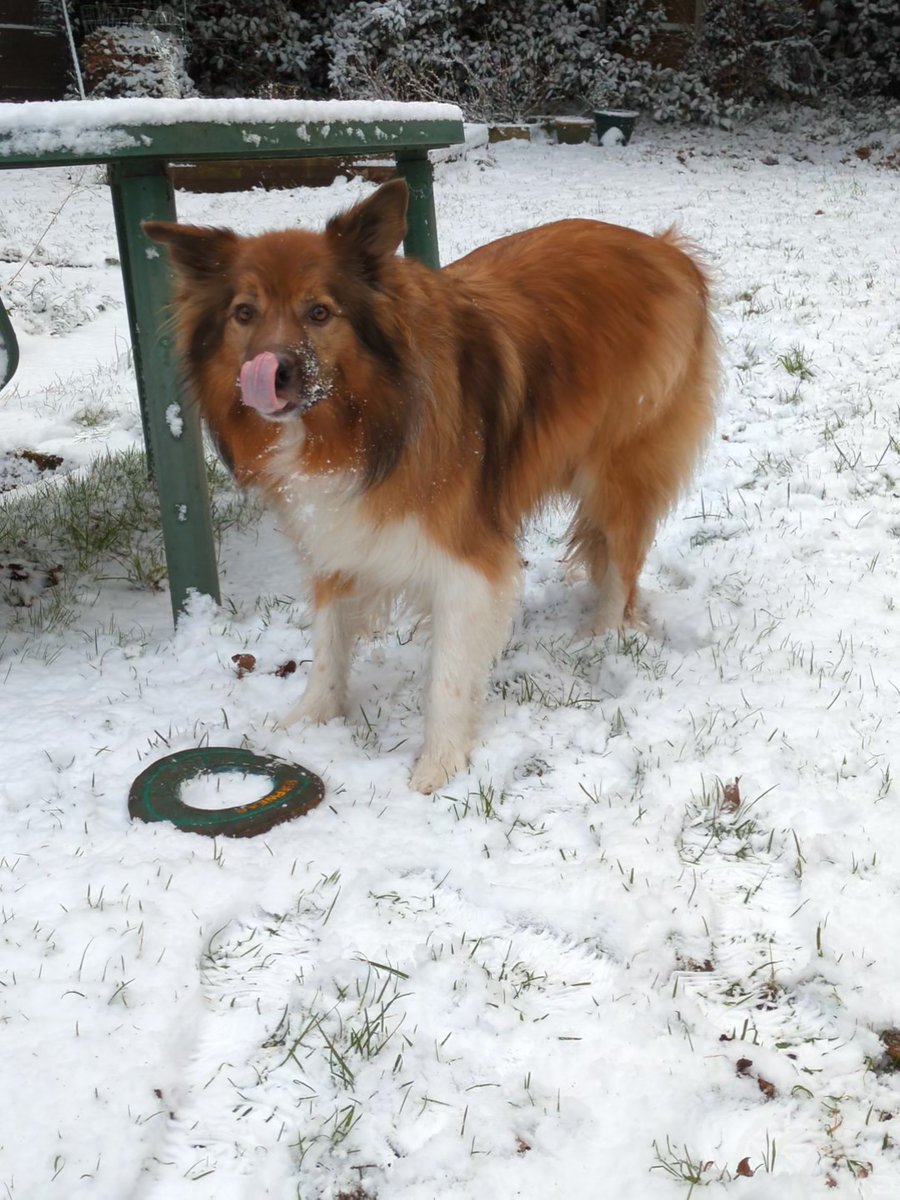 CamasTheCollie's tweet image. Remembering the snow in January. What fun it was. 🐾🐾❄️⛄🌨️😊
#BorderCollie
#Snow
#Winter
#ThrowBackThursday