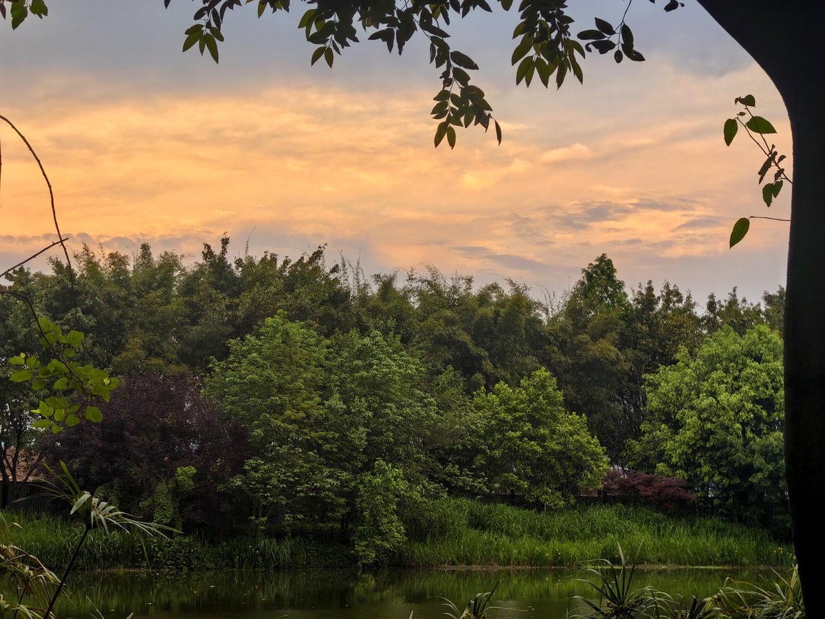 Not Found tweet media