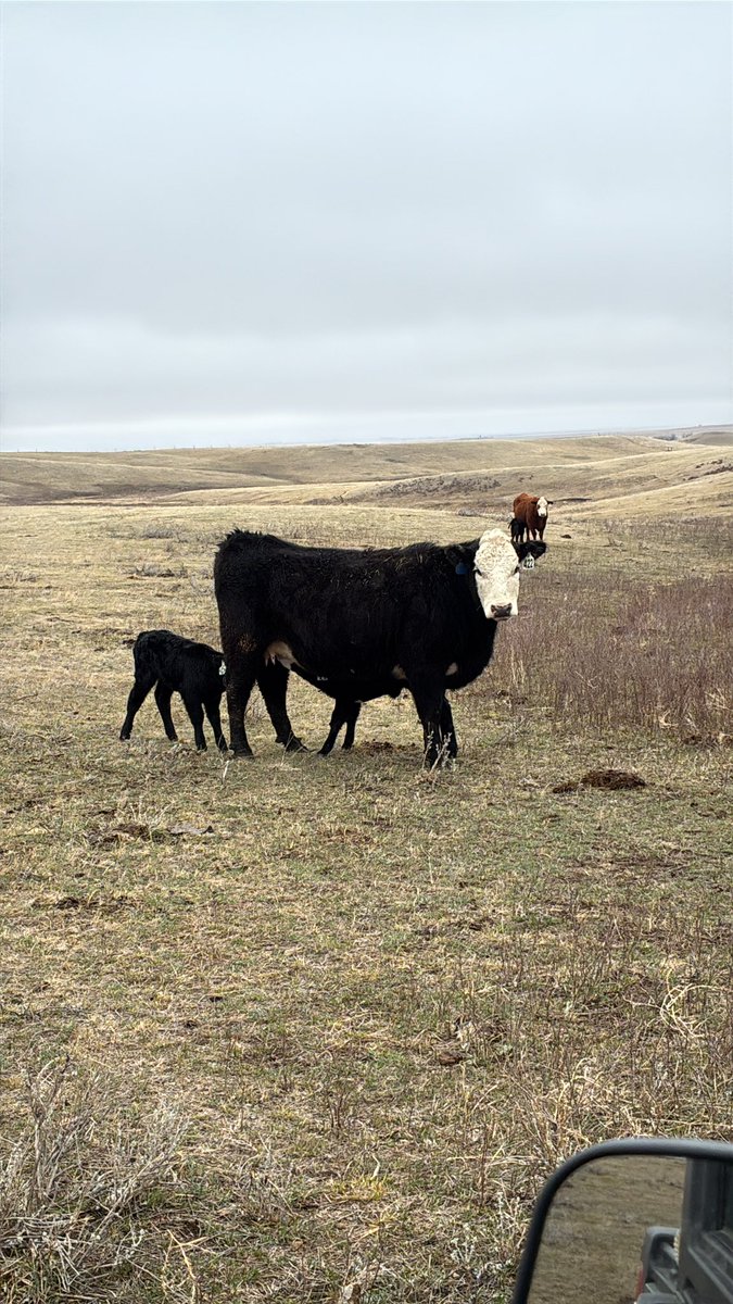 Curtis Fladager (angrycowboy) tweet media