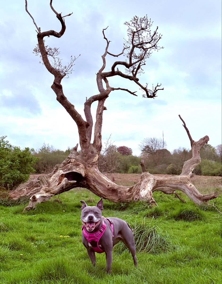 IsaMary2021's tweet image. I love this tree but it never grows any leaves 🩷🩷
#IsaMary #CuteDogs #Wales 🏴󠁧󠁢󠁷󠁬󠁳󠁿❤️