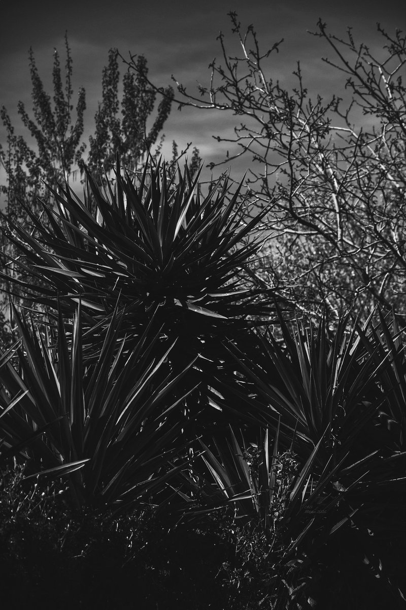 A_Sapphireh's tweet image. #Sharp 
#blackandwhite 
📸Aura S.