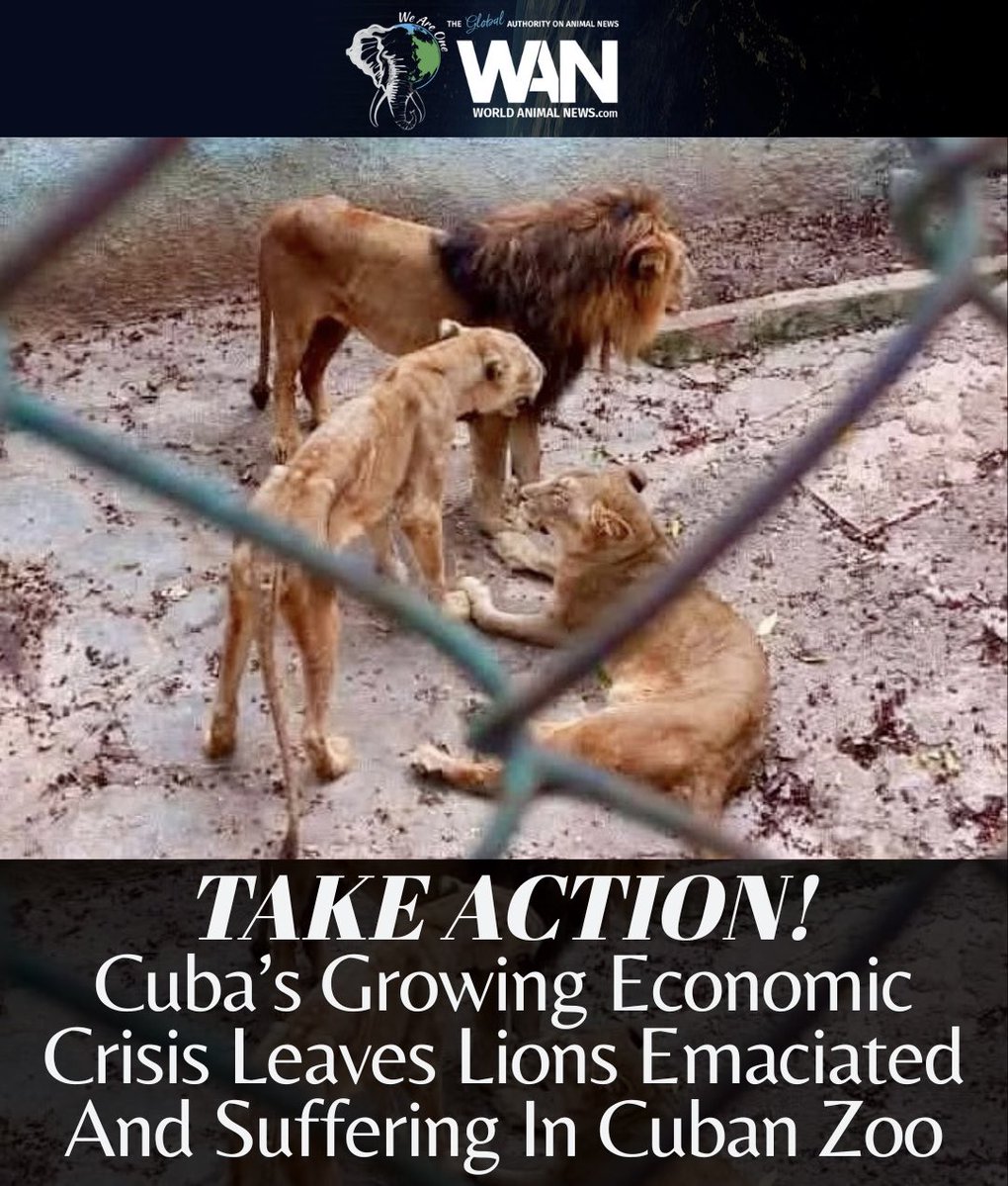 World Animal News tweet media