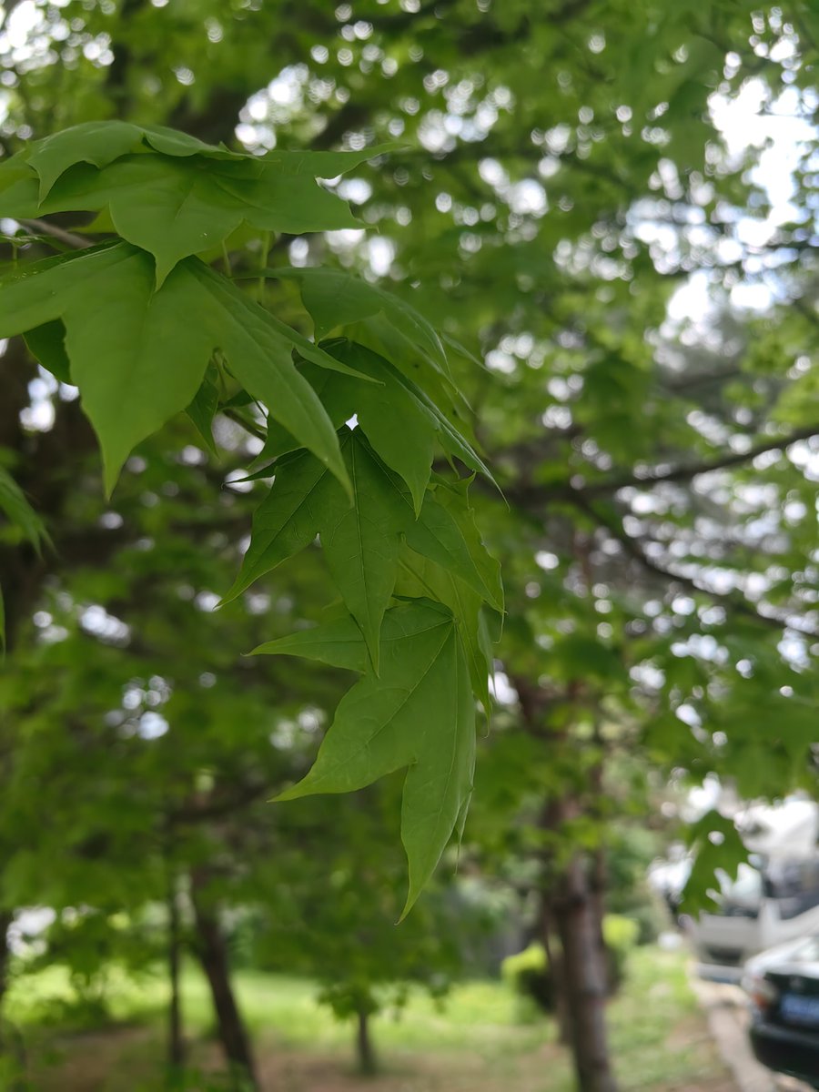 Martha Johnson tweet media