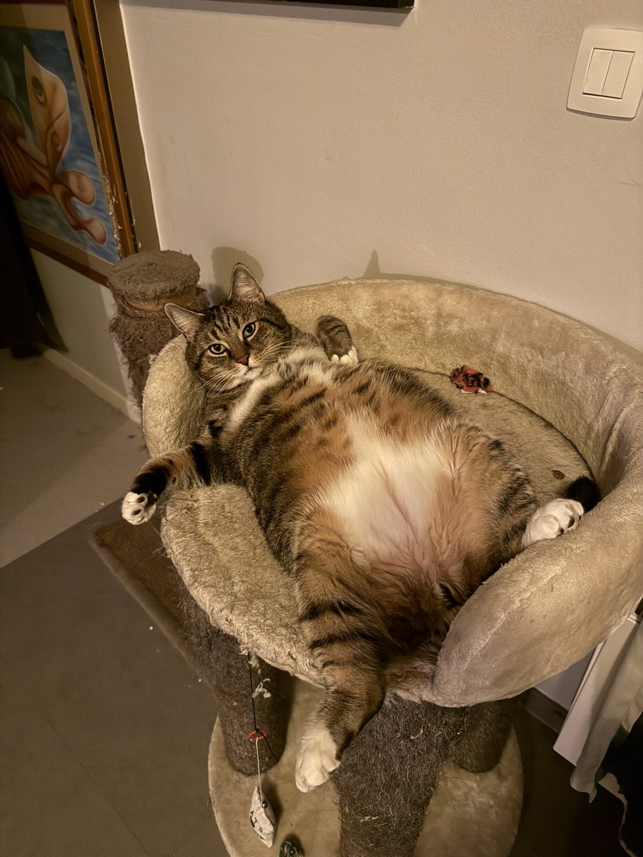 Jimmy 🐾 tweet media