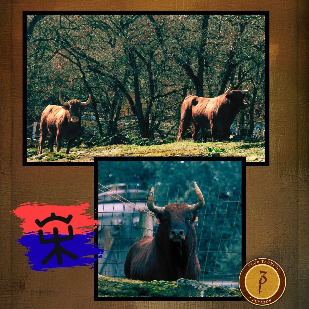 Jorge Carvajal tweet media