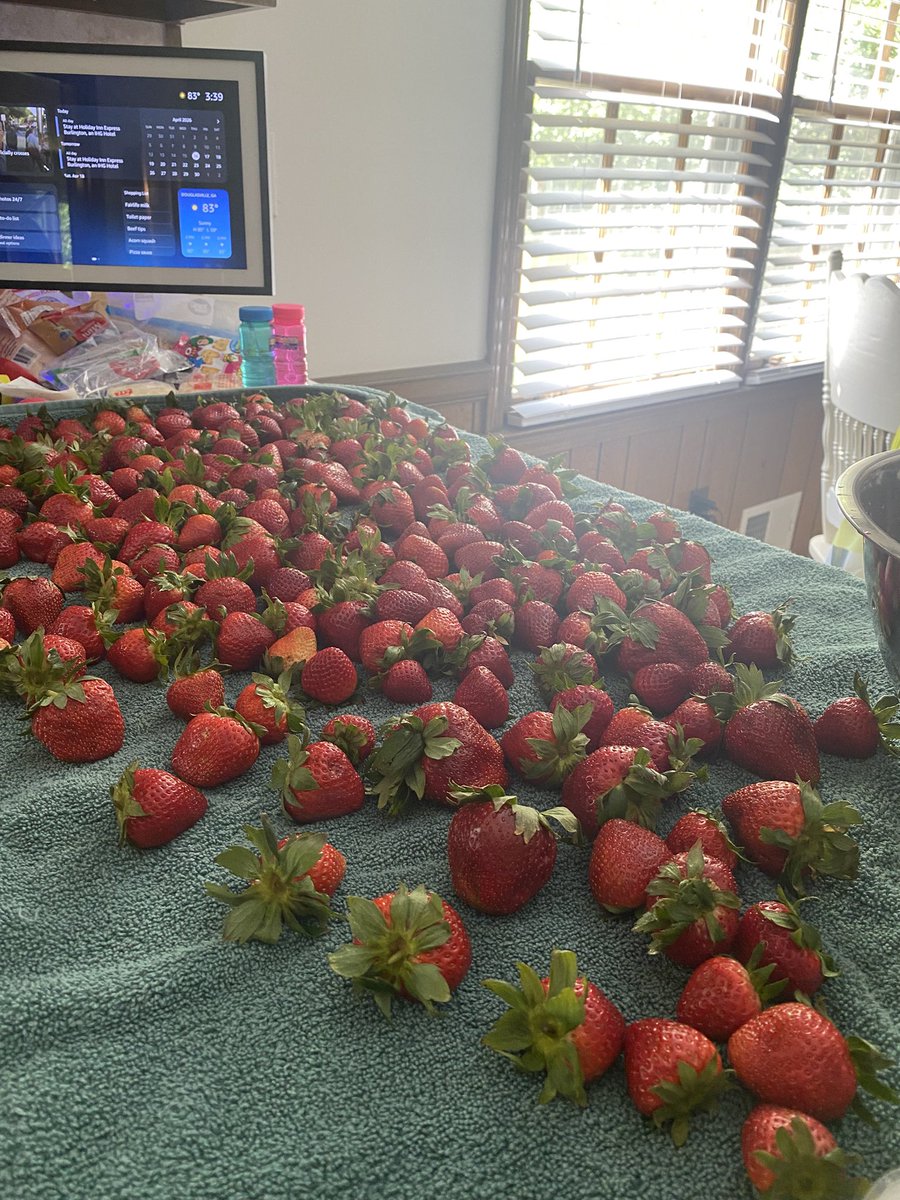 cindymn_codes's tweet photo. Got bunch of free strawberries from catering services today. We’ll be going around the neighborhood to give them free strawberries. https://t.co/yCv72xeftk