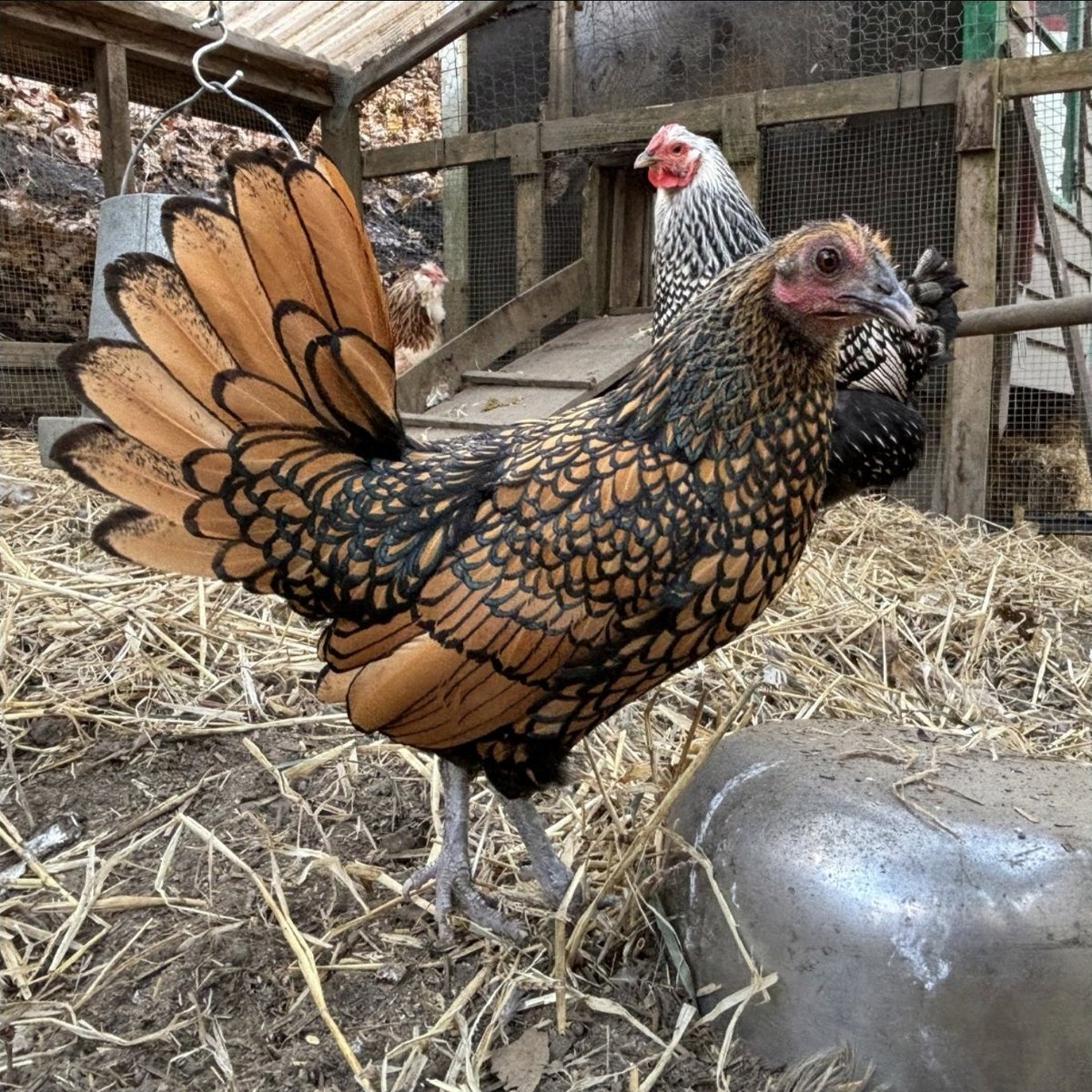 Latto 𝕏 tweet media