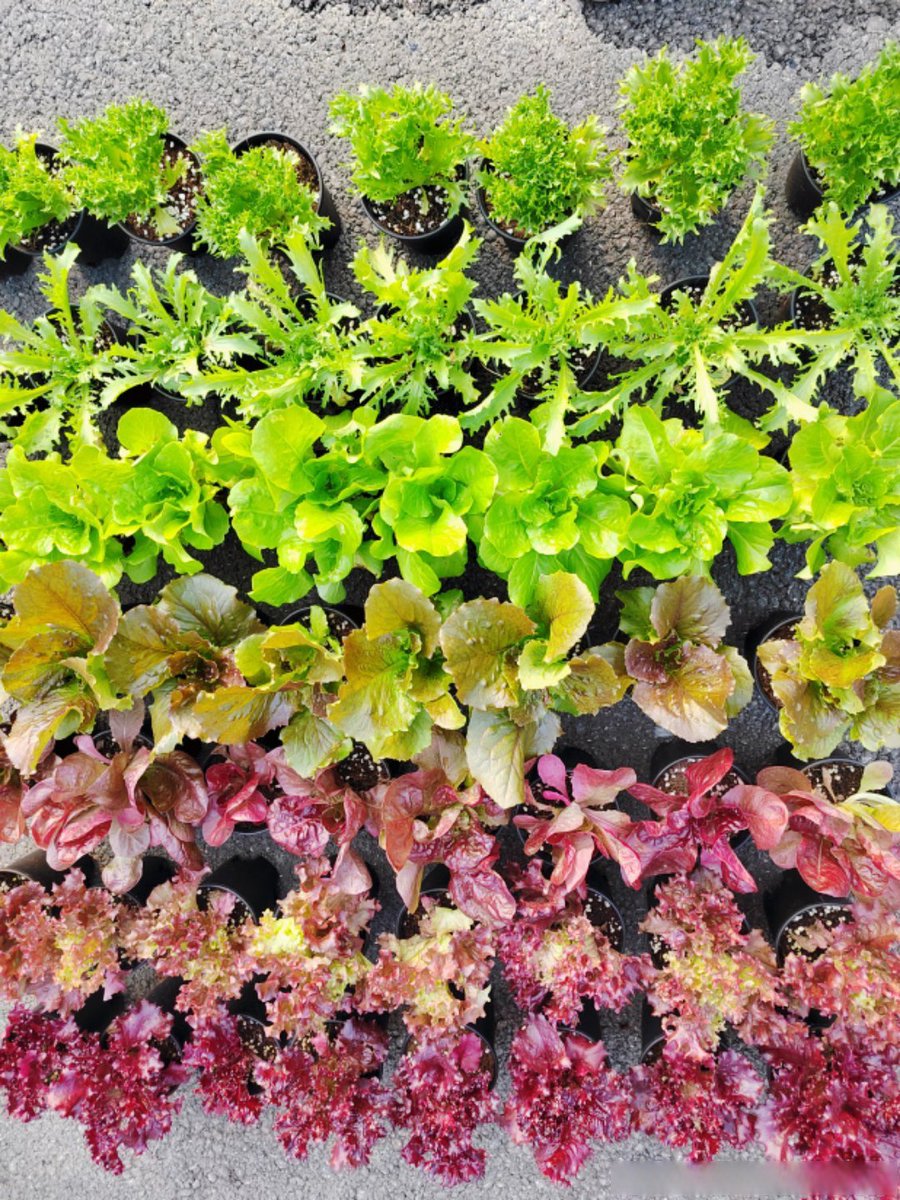 Eduard Turikanov tweet media