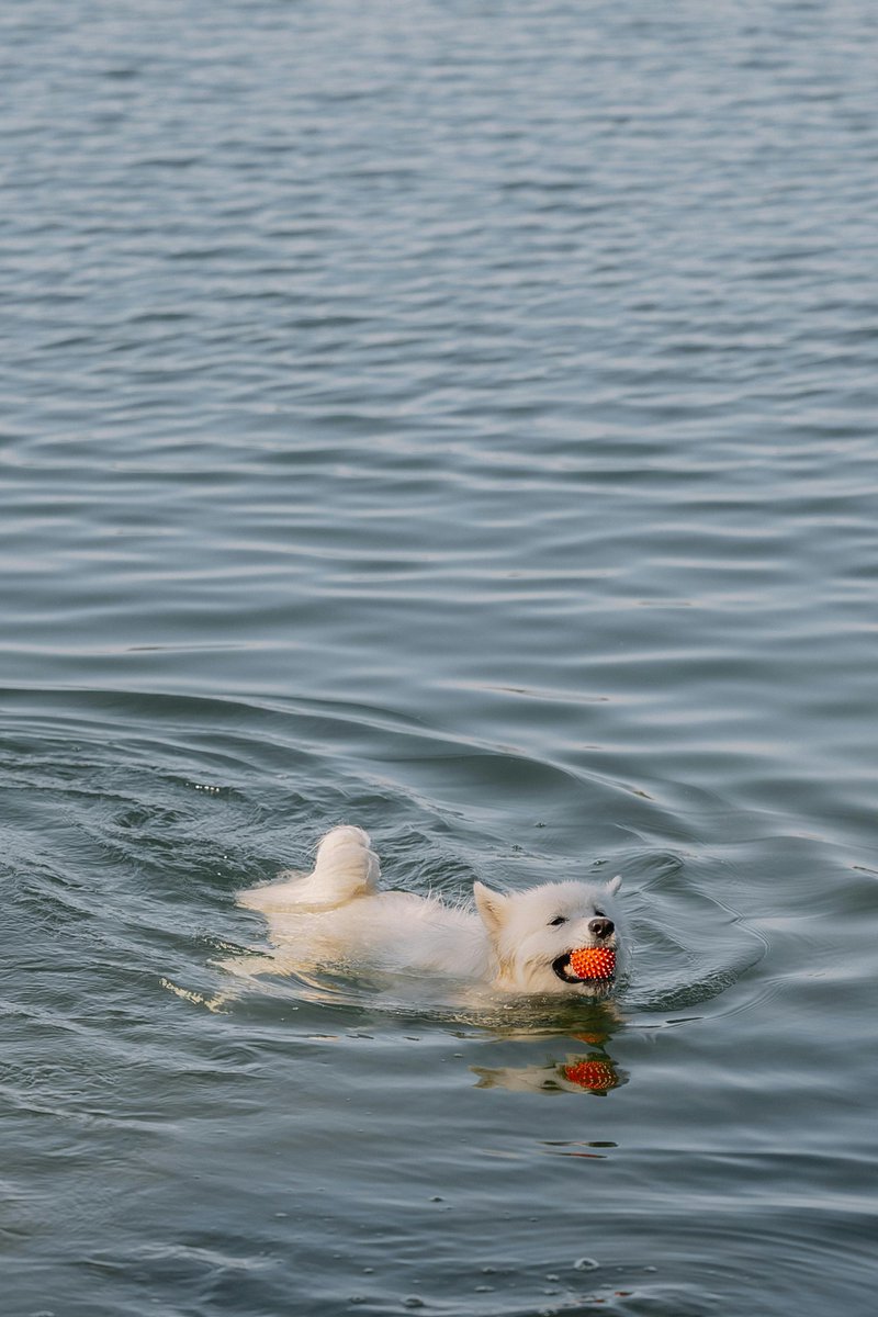 fancypetplus's tweet image. Splish splash, fetch attack! 🌊🐶🎾
This little pup is living its best lake life 💦🐾
Find toys your dog will love: fancypetplus.com 🦴✨

#FancyPetPlus #DogLife #Fetch #HappyPup #LakeDay #PetFun 🐶💙