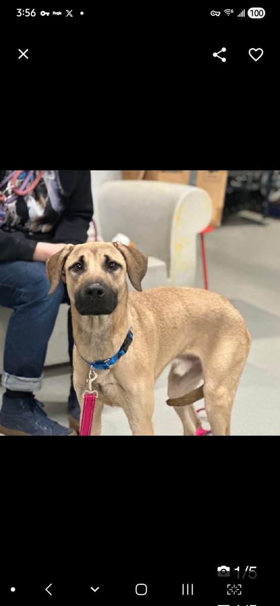 MyBoxerLuvMac1's tweet image. 💔Darwin💔
#NYCACC #251242 1y
▪️Listed TBK: 4/18💉 
#RescueOnly

Precious, sweet baby's💔, lost all he knew!
Fearful, grieving, avoidant.
Needs 2 be picked up, pancakes🥺
Darling boy needs kindness &amp;amp; love!
Needs loving, N.East #Foster, 4 security, 2 decompress &amp;amp; thrive again.

DM