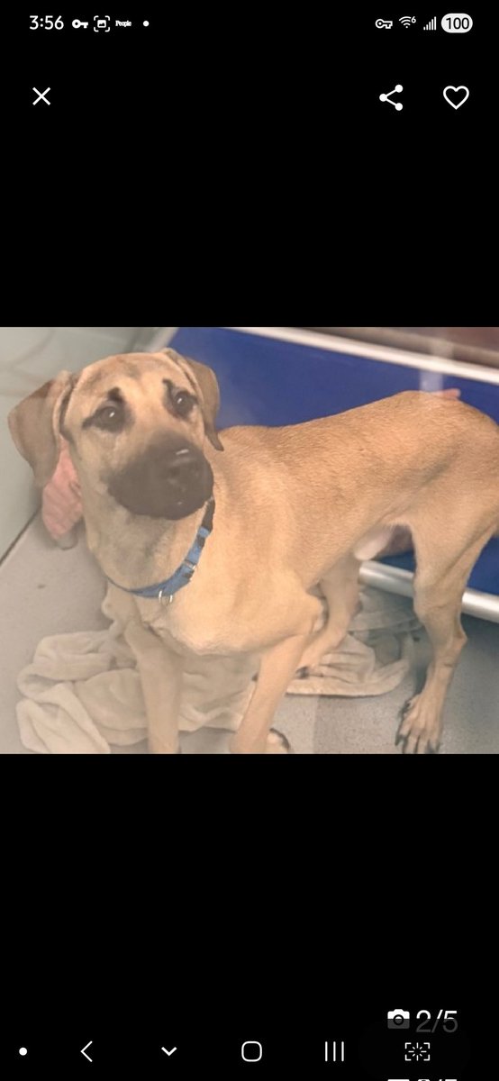 MyBoxerLuvMac1's tweet image. 💔Darwin💔
#NYCACC #251242 1y
▪️Listed TBK: 4/18💉 
#RescueOnly

Precious, sweet baby's💔, lost all he knew!
Fearful, grieving, avoidant.
Needs 2 be picked up, pancakes🥺
Darling boy needs kindness &amp;amp; love!
Needs loving, N.East #Foster, 4 security, 2 decompress &amp;amp; thrive again.

DM