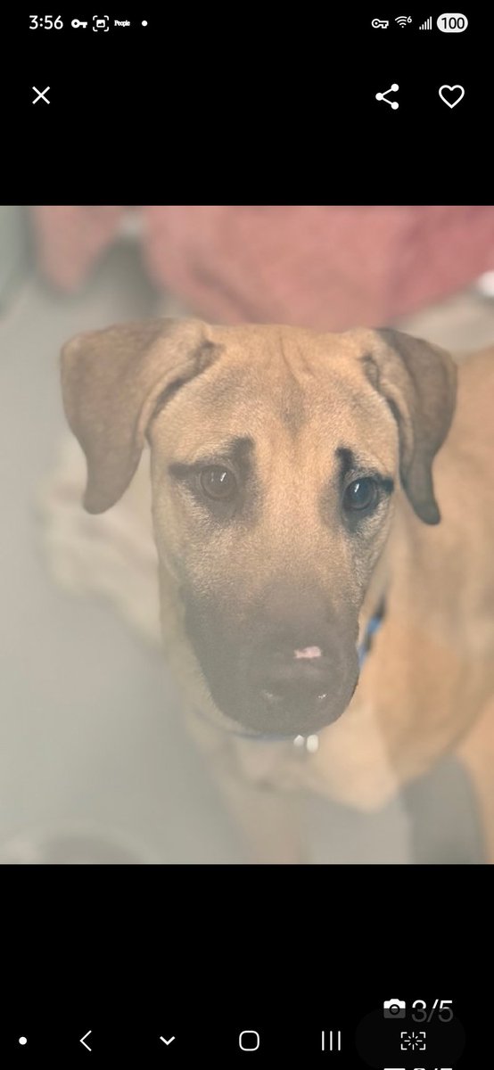 MyBoxerLuvMac1's tweet image. 💔Darwin💔
#NYCACC #251242 1y
▪️Listed TBK: 4/18💉 
#RescueOnly

Precious, sweet baby's💔, lost all he knew!
Fearful, grieving, avoidant.
Needs 2 be picked up, pancakes🥺
Darling boy needs kindness &amp;amp; love!
Needs loving, N.East #Foster, 4 security, 2 decompress &amp;amp; thrive again.

DM