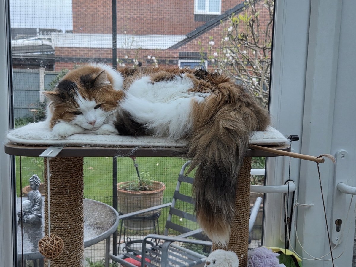 MargLloyd's tweet image. Sleepy time - Sukie &amp;amp; Bertie #happycats