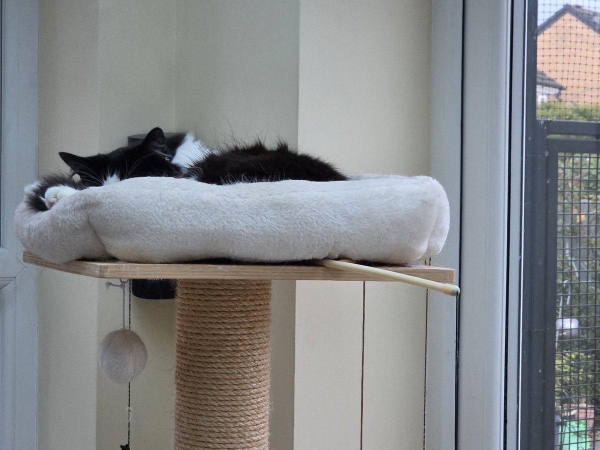 MargLloyd's tweet image. Sleepy time - Sukie &amp;amp; Bertie #happycats