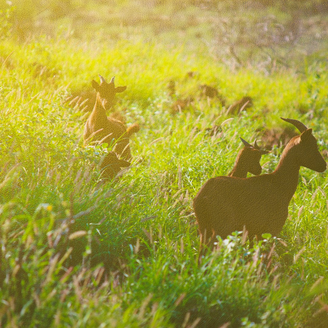 LastBornPodcast's tweet photo. Scapegoat: The Invasive Species Story, Metaphor, and the War on Nature / Clare Follmann 

https://t.co/xNB9pdGZdw https://t.co/spJ7uuUkAN