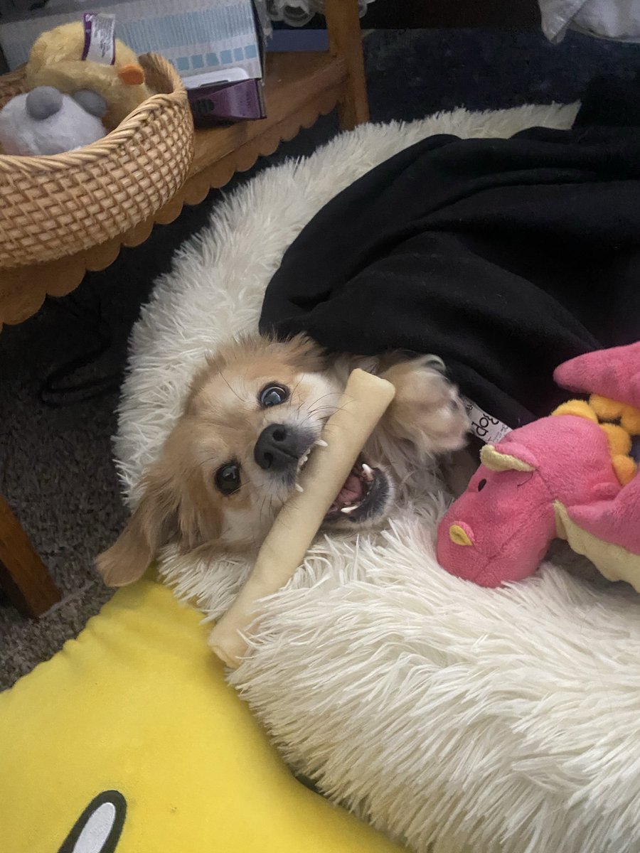 buttfangs tweet media