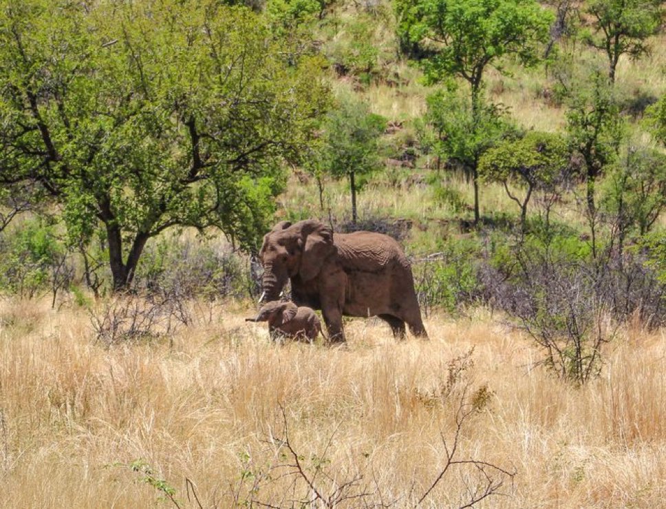 <a href="/Timiii360/">timi</a> This is how to shoot an elephant — with a camera!  This shot was one of my best trophies from safari in South Africa.
