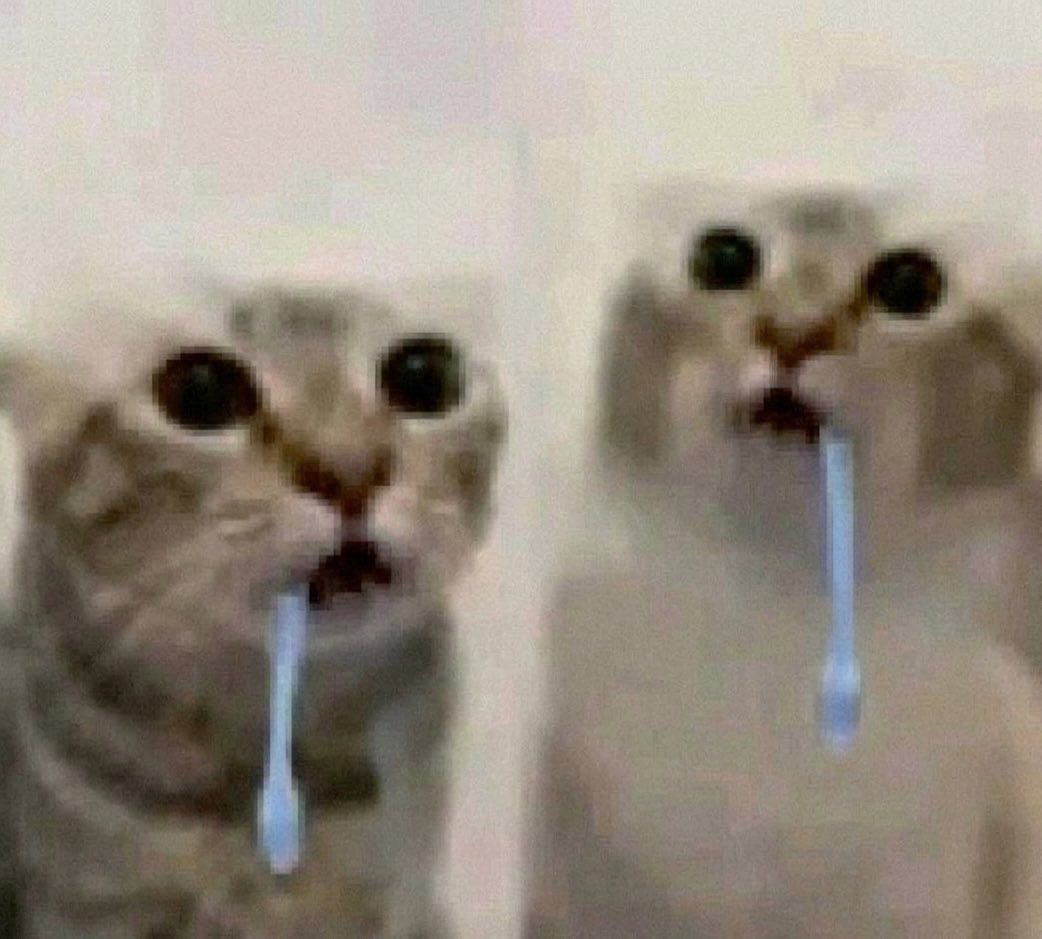 gatos fazendo gatices tweet media