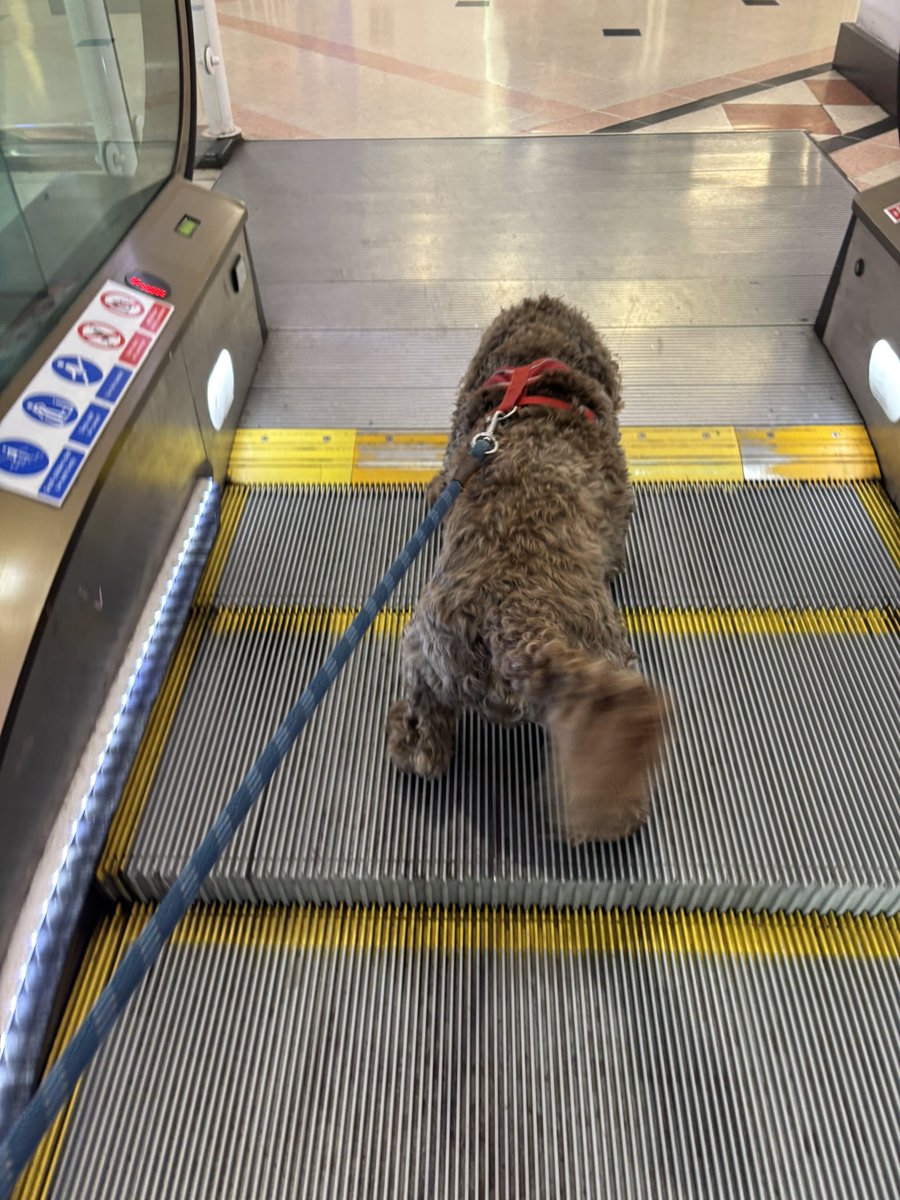 Rufus the Dog tweet media