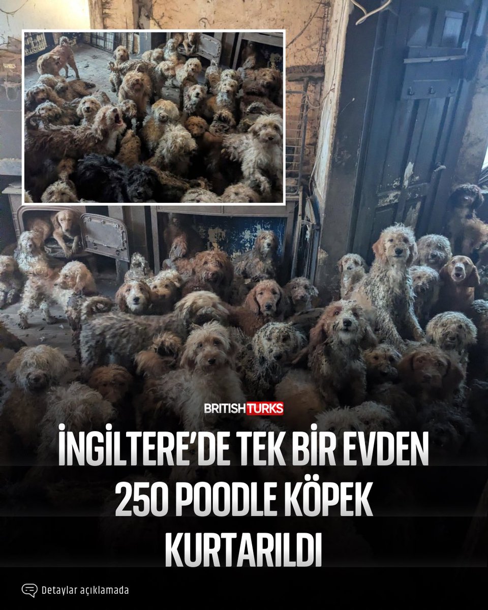 BritishTurks tweet media